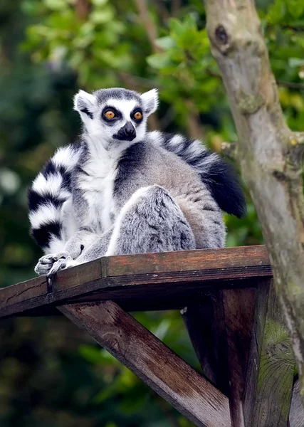 A Ring Tailed Lemur, Lemur Catta — Stock Photo, Image