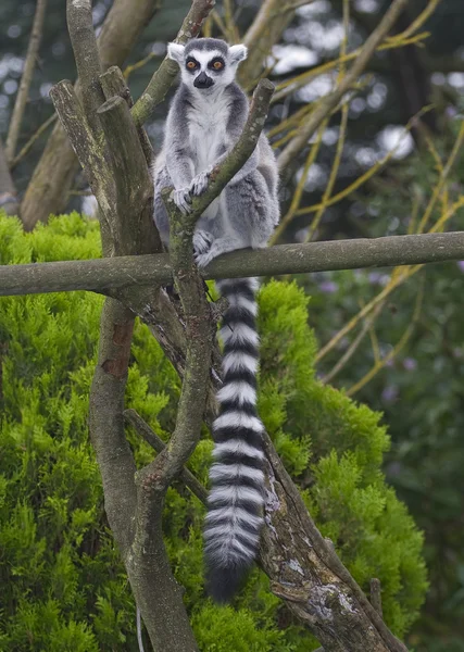 Lémur de cola anillada, Lemur catta — Foto de Stock