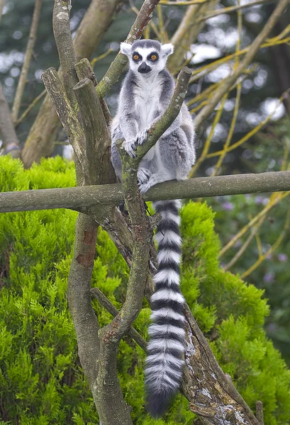 Prsten sledoval lemur Kata — Stock fotografie