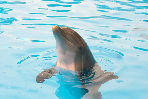 Delfino dal collo di bottiglia — Foto Stock