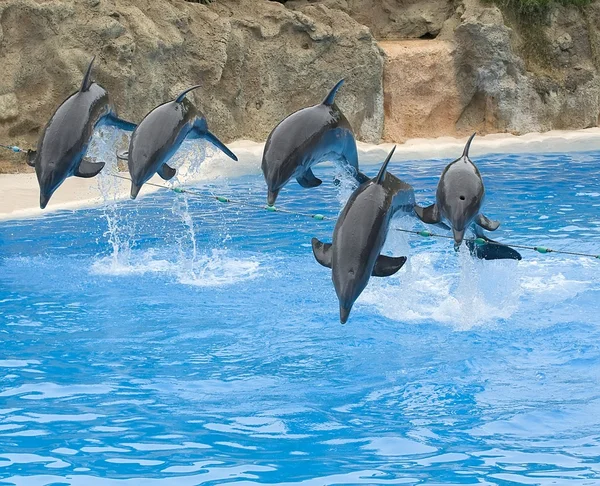 Springende bottlenose dolfijnen — Stockfoto