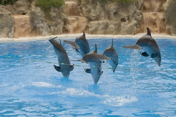 Дисплей дельфинов — стоковое фото