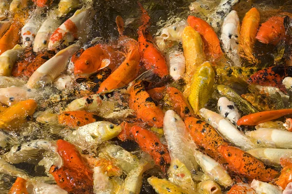 stock image Koi Carp feeding frenzy