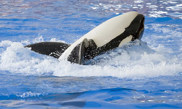 Een orka rollen op zijn rug — Stockfoto