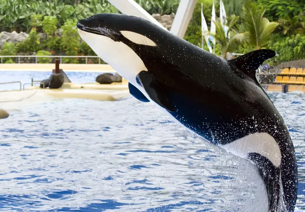 Een orka, orcinus orca, — Stockfoto