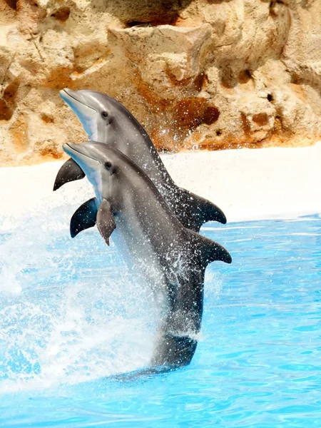 Dois golfinhos realizando um carrinho de cauda — Fotografia de Stock