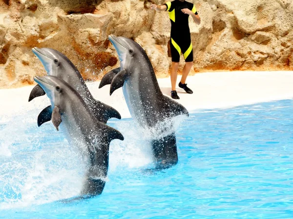 Três golfinhos realizando um carrinho de cauda — Fotografia de Stock