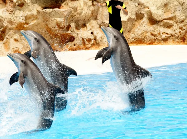 Tres delfines realizando un stand de cola — Foto de Stock