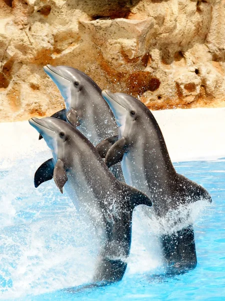 Três golfinhos realizando um carrinho de cauda — Fotografia de Stock
