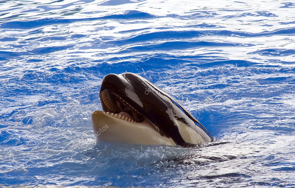 A killer whale, Orcinus Orca,