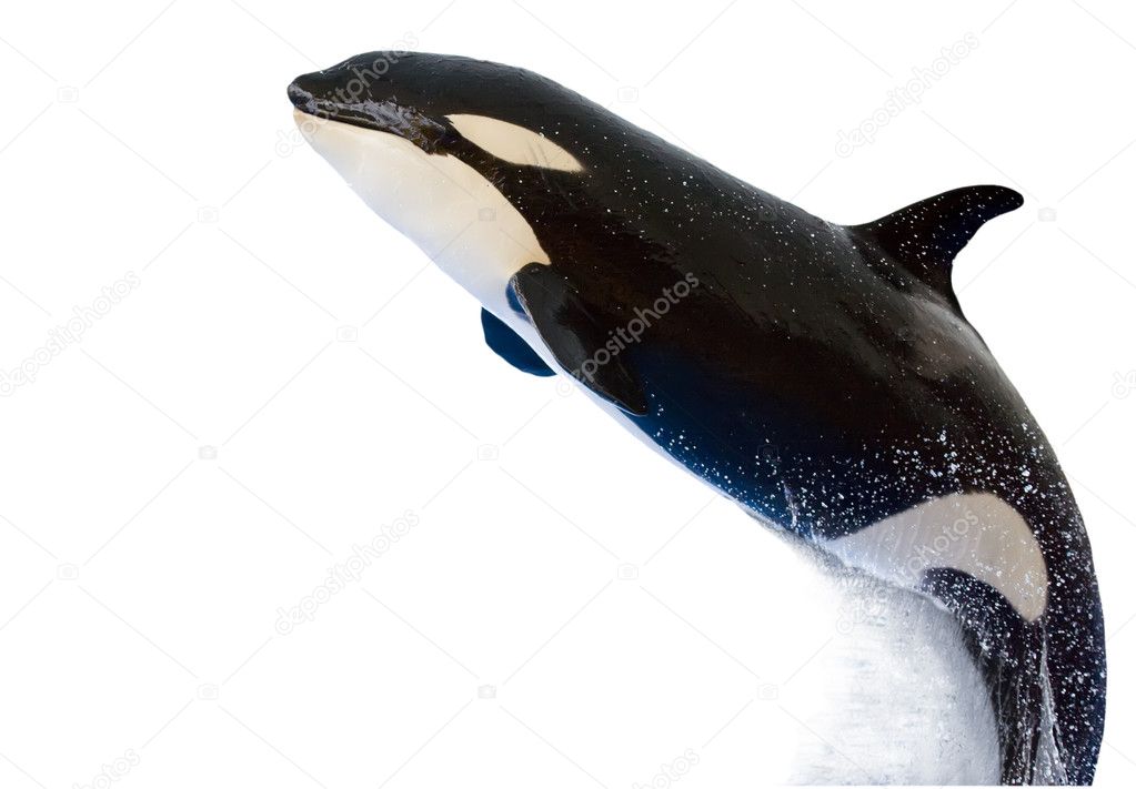 A leaping Killer Whale, Orca Orcinus