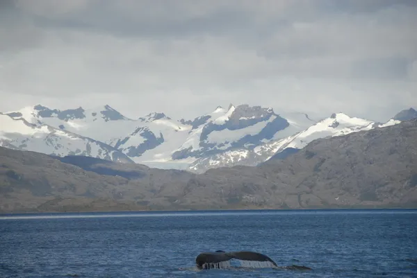 Wieloryb, grając w cieśninie Magellana — Zdjęcie stockowe