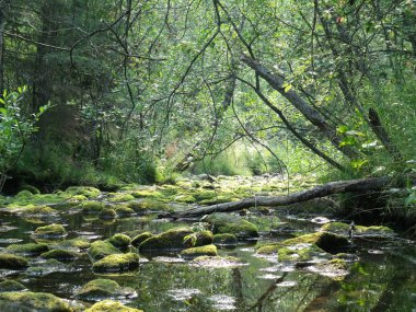 The river in wood clipart