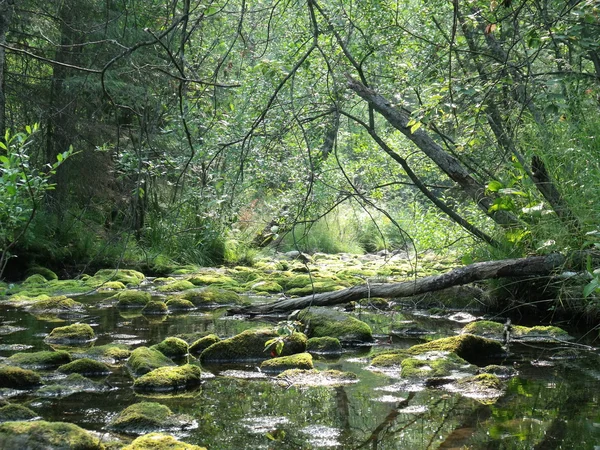 stock image The river in wood