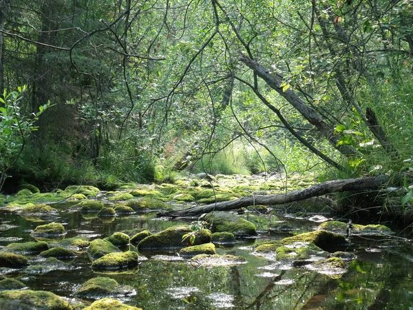 Річка в лісі Ліцензійні Стокові Зображення