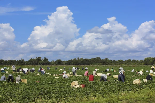 Werknemers in de landbouw — Stockfoto