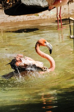 Karayip flamingo