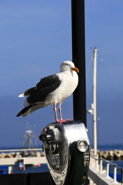 Seagull poserar — Stockfoto