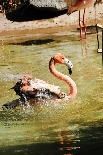 Caribbean Flamingo — Stock Photo, Image