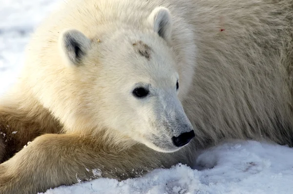 Młody niedźwiedź polarny — Zdjęcie stockowe