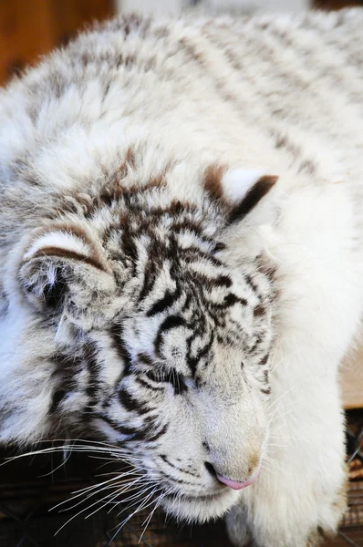 Fehér tigris kölyök — Stock Fotó