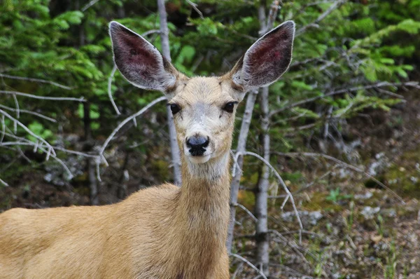 Mule Deer — Stock Photo, Image