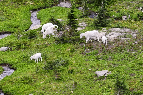 Famille des chèvres de montagne — Photo