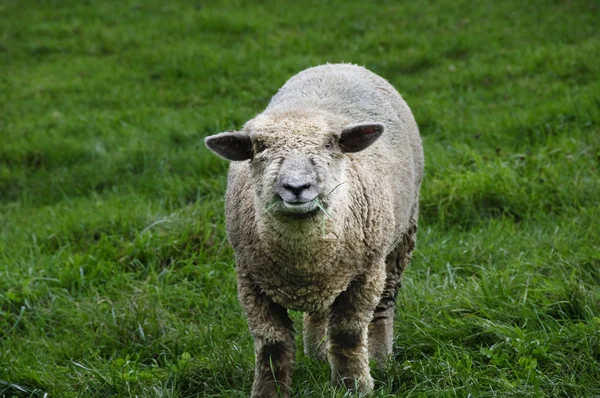 Sheep with grass — Stock Photo, Image