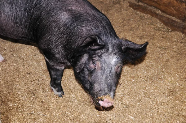 Schwein mit schmutziger Nase — Stockfoto