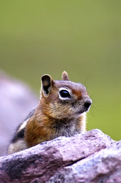 Golden Mantled Ground Squirrel — Stock Photo, Image