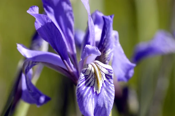 Iris salvaje fotos de stock, imágenes de Iris salvaje sin royalties |  Depositphotos