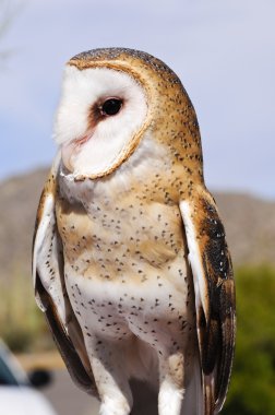 Barn Owl clipart