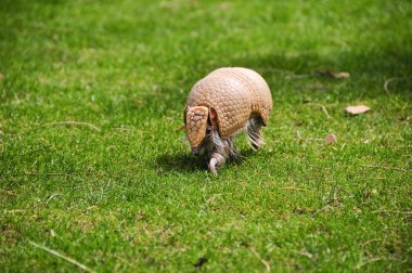 Üç şeritli armadillo