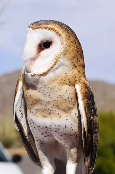 Barn Owl — Stock Photo, Image