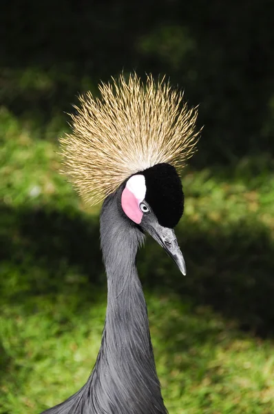 African crowned crane — Stock Photo, Image