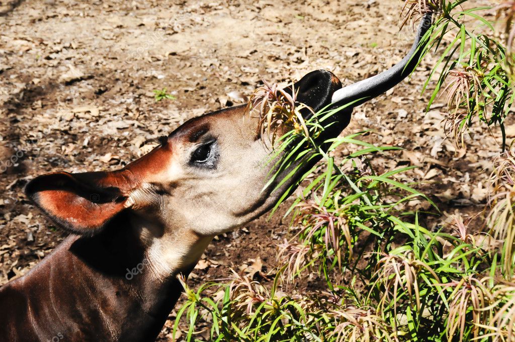 Image result for okapi tongue