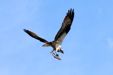 Osprey with fish clipart