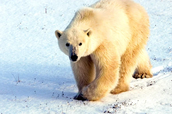 Urso polar vigilante Fotos De Bancos De Imagens