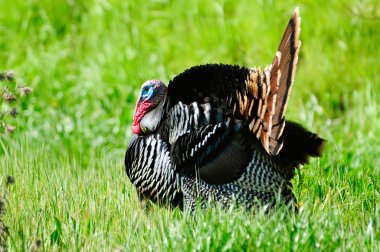 Wild Turkeys clipart