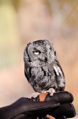 Screech baykuş