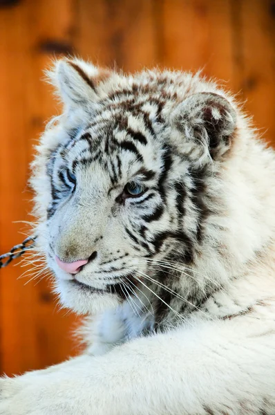 Fehér tigris kölyök — Stock Fotó