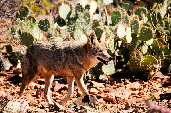Coyote — Photo