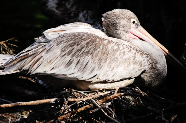 Rosa apoiado pelicano — Fotografia de Stock