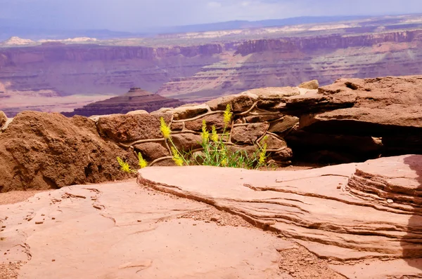 Canyonlands görünümünü — Stok fotoğraf