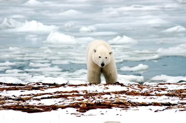 Urso polar Fotos De Bancos De Imagens