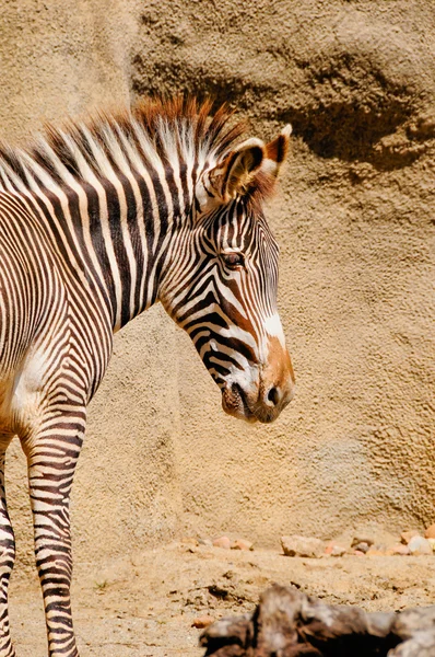 Grevys zebra — Stock Photo, Image
