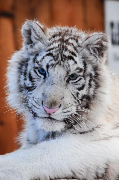 White tiger cub — Stock Photo, Image