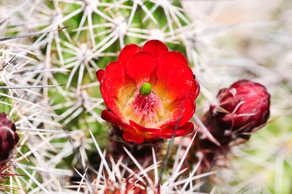 stock image Red claret cup cactus