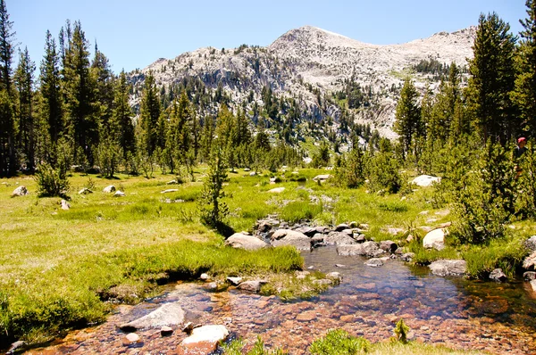 High sierra meadow in Yosemite national park — Stock Photo, Image