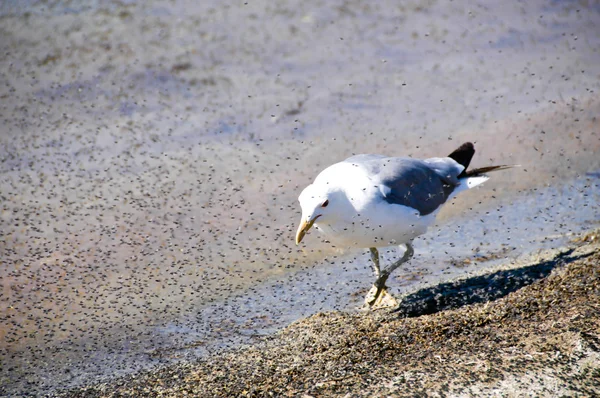 Califórnia Gull em Mono Lake — Fotografia de Stock